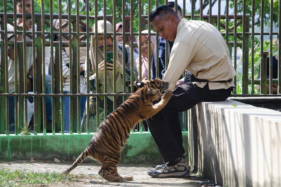 anak harimau sumatera, banun kinantan