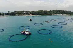 Syarikat Barramundi Group kini memberi tumpuan kepada ruang penetasan dan kawasan semaian ikan di Pulau St John’s. Ia juga mempunyai tapak ternakan ikan berhampiran Pulau Senang dan Pulau Semakau. 
