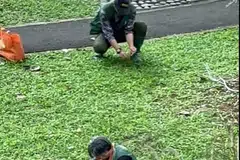 Beberapa kontraktor Lembaga Taman Negara (NParks) dilihat menyediakan perangkap ayam. Ada pihak yang bersetuju bahawa ayam itu patut dikeluarkan dari kawasan kejiranan Yio Chu Kang, manakala ada yang berasa ayam-ayam di situ tidak mendatangkan masalah dan patut dibiarkan sahaja.