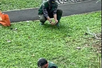 Beberapa kontraktor Lembaga Taman Negara (NParks) dilihat menyediakan perangkap ayam. Ada pihak yang bersetuju bahawa ayam itu patut dikeluarkan dari kawasan kejiranan Yio Chu Kang, manakala ada yang berasa ayam-ayam di situ tidak mendatangkan masalah dan patut dibiarkan sahaja.