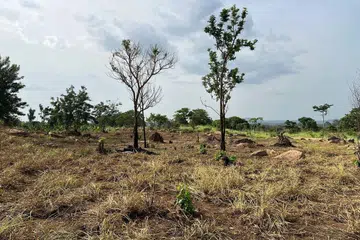 Temasek, GenZero, pelepasan karbon, kredit karbon, Ghana