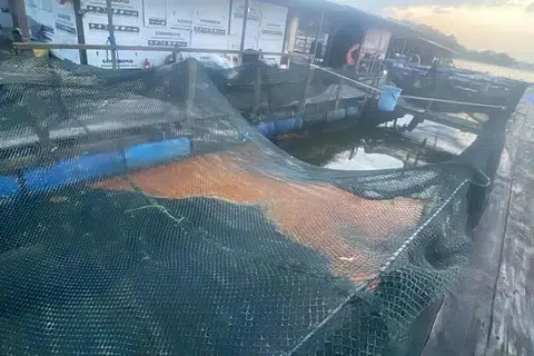 Tiga ladang penternakan ikan, Selat Johor Timur, penemuan beberapa tompokan minyak, Agensi Makanan Singapura (SFA)