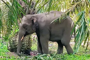 Gajah betina yang ditangkap di Kluang, Johor, pada 14 Oktober.