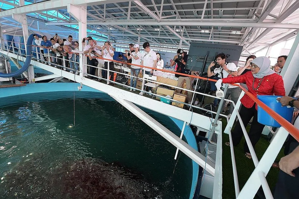 LADANG TERNAKAN IKAN TERAPUNG Presiden Halimah Yacob (berbaju merah) menyaksikan penghasilan ikan pertama di ladang Eco-Ark, sebuah ladang ternakan ikan terapung di laut di kawasan pantai Pulau Ubin. Inisiatif yang ditunjukkan Eco-Ark amat penting kerana ia menyumbang kepada matlamat Singapura mencapai keselamatan bekalan makanan, kata beliau. - Foto BH oleh ALPHONSUS CHERN
