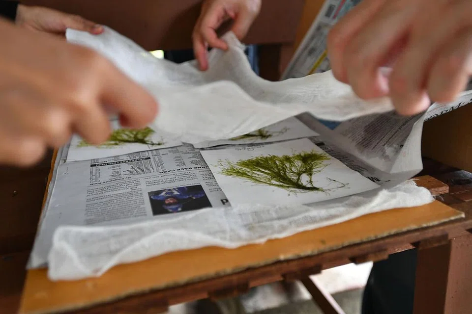 ALGA DAN DAUN PAKU DI PULAU SEKIJANG BENDERA: ALGA: Kakitangan NParks telah menemui spesimen alga hijau yang dikumpul dari Pulau Sekijang Bendera pada Februari 2020. - Foto BH oleh LIM YAOHUI