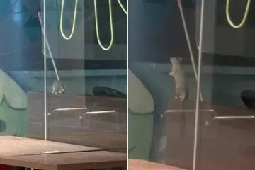 Seekor tikus dilihat di sebuah kedai makan di Kampung Admiralty.