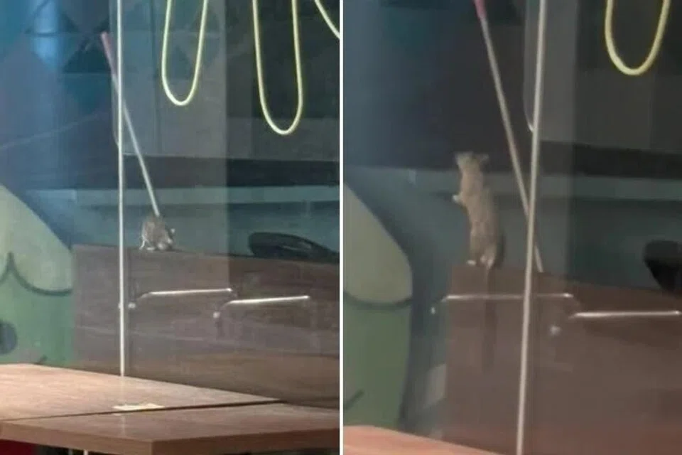 Seekor tikus dilihat di sebuah kedai makan di Kampung Admiralty.