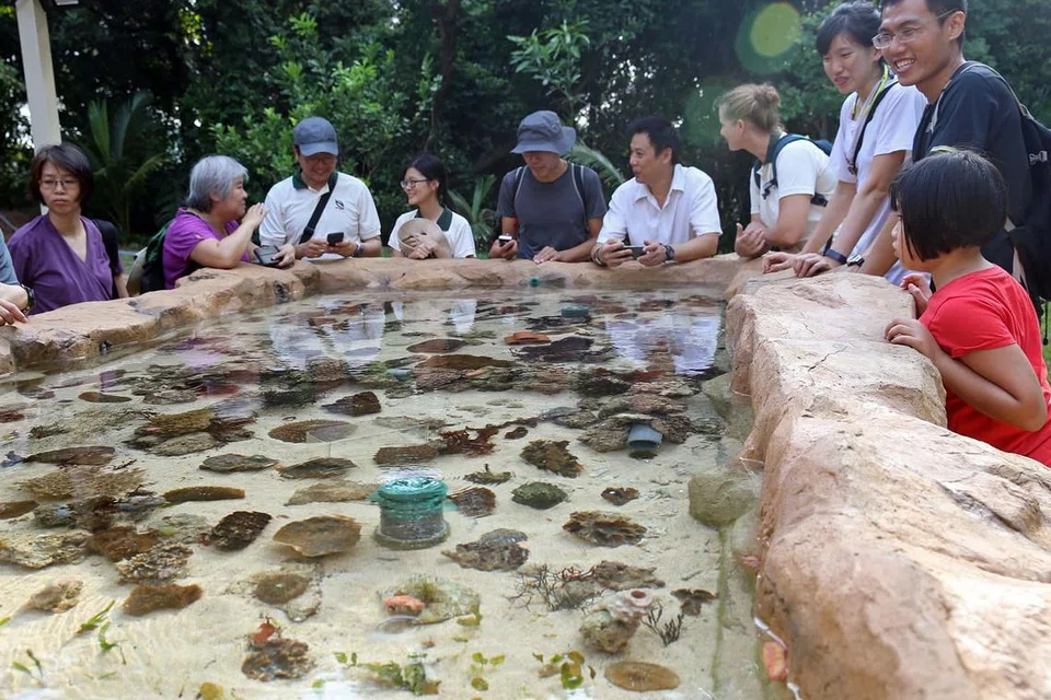 KENALI KEHIDUPAN ALAM: Pengunjung ke Taman Laut Pulau Sister's (gambar atas) semasa melihat haiwan laut dalam kolam buatan yang disediakan. Taman ini sebahagian daripada laluan bagi menerokai Pulau St John's. - Foto-foto fail