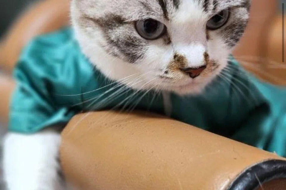 Hantarkan gambar kucing anda bergaya dengan baju raya tahun ini dan berpeluang menangi hadiah menarik untuk anda dan kucing anda! 