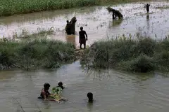 TANAMAN MUSNAH: Peladang berusaha menyelamatkan tanaman mereka daripada arus banjir yang lemanda wilayah Mehar, Pakistan. - Foto REUTERS 