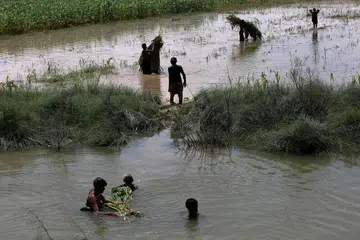 TANAMAN MUSNAH: Peladang berusaha menyelamatkan tanaman mereka daripada arus banjir yang lemanda wilayah Mehar, Pakistan. - Foto REUTERS 
