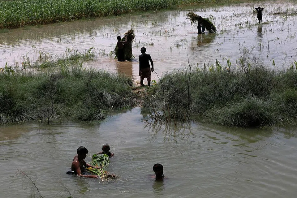 TANAMAN MUSNAH: Peladang berusaha menyelamatkan tanaman mereka daripada arus banjir yang lemanda wilayah Mehar, Pakistan. - Foto REUTERS 