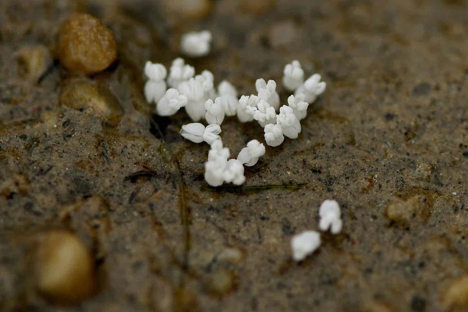 KUPANG DAN BUNGA RUMPUT LAUT DI TANJONG RIMAU: BUNGA KECIL: Bunga putih ini ialah bunga rumput laut di Tanjong Rimau. Bunganya ada jantinanya sendiri. Bunga jantan sekecil satu sentimeter setiap bunga. - Foto BH oleh LIM YAOHUI 