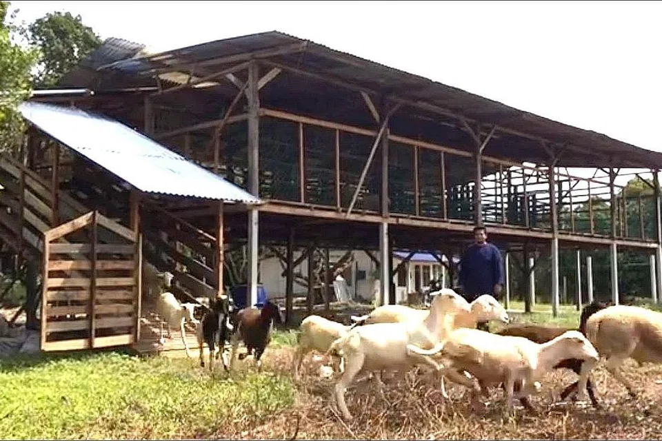 SERONOK AMBIL ANGIN: Kambing-kambing di ladang Aliyah Rizq Farm keluar dari kandang untuk bermain di ladang. - Foto MOHAMAD NOR ASHRAF ABU BAKAR