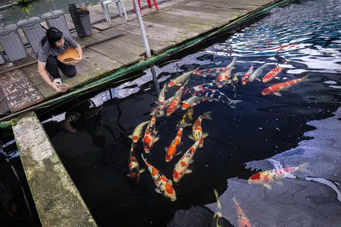 BERI MAKAN IKAN: Cik Hillary Lee memberi makan kepada sekumpulan koi yang diimport dari Jepun dengan campuran makanan yang berbeza yang membantu pertumbuhan dan peningkatan warnanya.