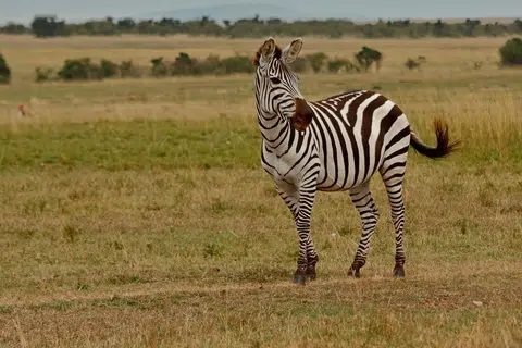 Zebra.