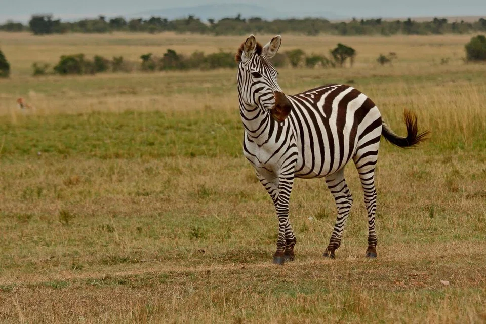Zebra.