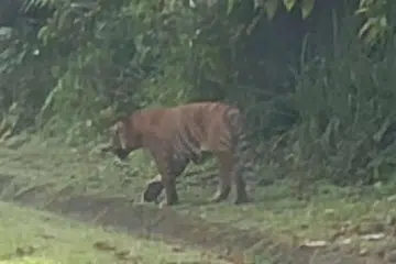HARIMAU NAK KE MANA TU : Harimau ini kelihatan dua kali oleh pemandu lori Encik Che Fiti yang memuat naik video viral.