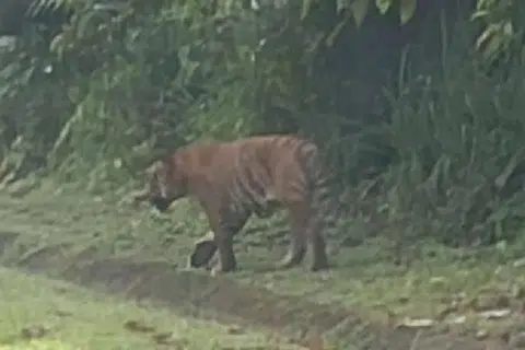 HARIMAU NAK KE MANA TU : Harimau ini kelihatan dua kali oleh pemandu lori Encik Che Fiti yang memuat naik video viral.