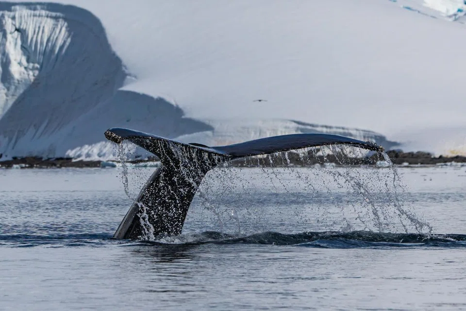 Pengembara ke Antartika juga berpeluang melihat paus ‘humpback’, atau paus kelasa, berdansa dalam perairan benua itu.