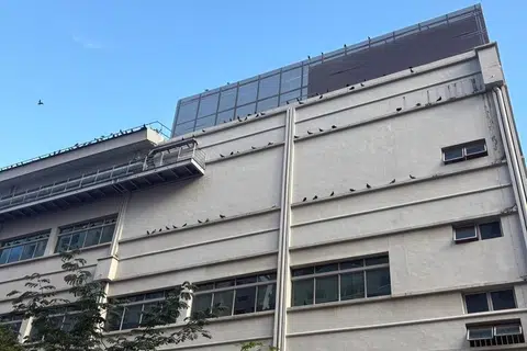 Terdapat lebih 100 burung merpati yang berehat di bangunan bertentangan blok itu.