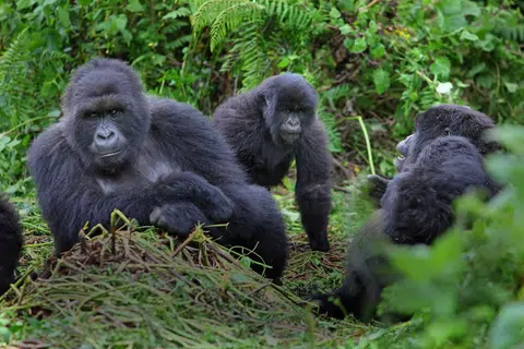 GORILA GUNUNG: Di Rwanda, boleh ditinjau kegiatan gorila di gunung-ganang sekitar Taman Negara Rwanda.