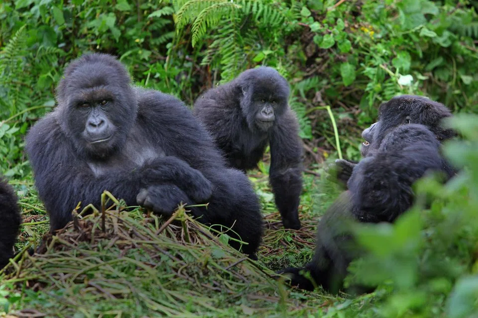 GORILA GUNUNG: Di Rwanda, boleh ditinjau kegiatan gorila di gunung-ganang sekitar Taman Negara Rwanda.