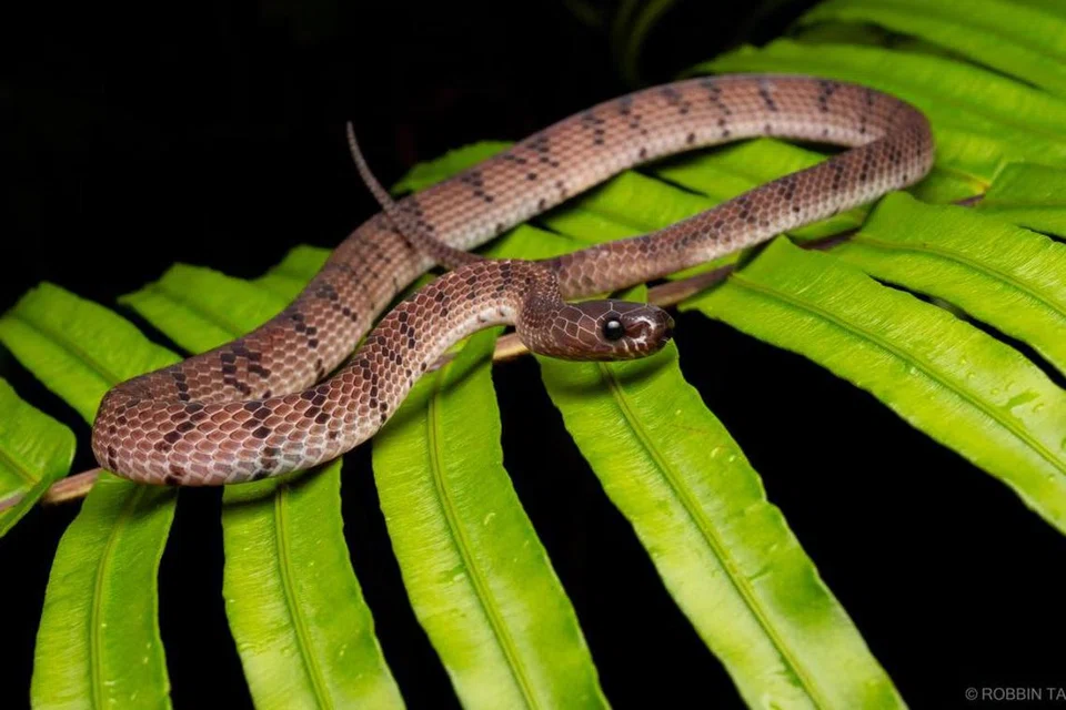 Ular Siput Licin (Smooth Slug Snake)