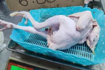 TERLAJAK MURAH: Pengusaha pasar raya mini segar, Aimanqawi Mini & Freshmart di Sik, Kedah, menjual ayam pada harga serendah RM6 seekor ketika promosi.