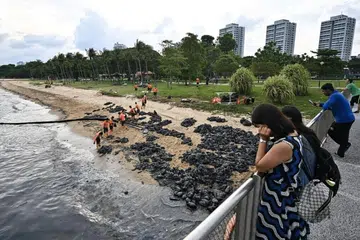 Pekerja membentuk rantaian manusia untuk memindahkan beg pasir yang tercemar dengan minyak berhampiran Terusan Siglap di Taman East Coast pada 19 Jun 2024.