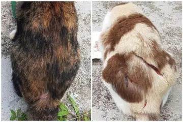 KEKEJAMAN HAIWAN: Sebanyak 10 kucing ditemui dengan keadaan badan mereka dikelar sejak April lalu di kawasan Ang Mo Kio Avenue 8 dan Ang Mo Kio Avenue 1.- Foto FACEBOOK NING WONG