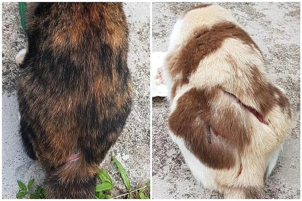 KEKEJAMAN HAIWAN: Sebanyak 10 kucing ditemui dengan keadaan badan mereka dikelar sejak April lalu di kawasan Ang Mo Kio Avenue 8 dan Ang Mo Kio Avenue 1.- Foto FACEBOOK NING WONG