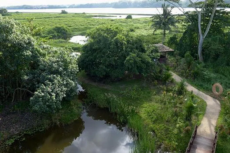 LUAS PEMANDANGAN: Paya Kranji yang berukuran sekitar 57 hektar ini telah dibuka secara rasmi untuk pengunjung mempelajari tentang alam sekitar. - Foto TUKIMAN WARJI