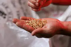 Dalam ayat 264, Allah menegaskan agar setiap orang beriman tidak merosakkan pahala sedekah mereka dengan sikap menunjuk-nunjuk (riyak) atau mengungkit. 