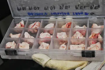 Gambar menunjukkan spesimen otak yang telah dipotong menjadi blok-blok kecil dan dibeku, yang boleh digunakan untuk kajian berkaitan asid deoksiribonukleik (DNA) dan asid ribo­nukleik (RNA).