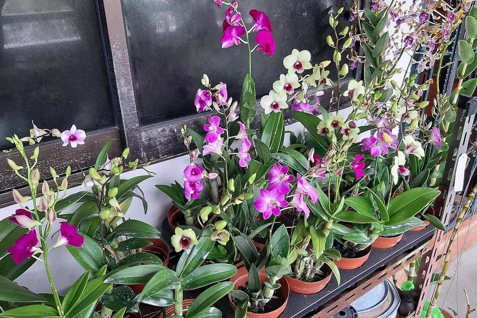BERANEKA JENIS ANGGERIK: Bunga Anggerik Dendrobium kecil ini adalah antara 70 jenis bunga anggerik dalam koleksi Encik Ridhwan yang ditanam di kawasan koridornya dan di tapak semaian komersial. 