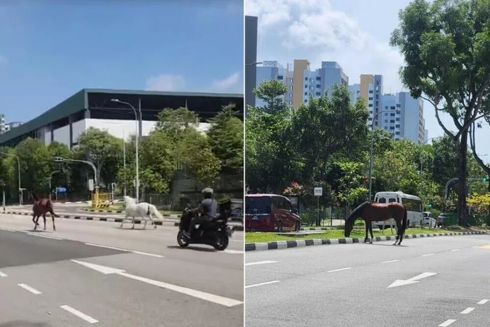 Dalam rakaman video kuda-kuda tersebut, seekor kuda berwarna coklat  dan seekor kuda putih dapat dilihat sedang berlari di sepanjang jalan raya berhampiran Pasir Ris Drive 3.