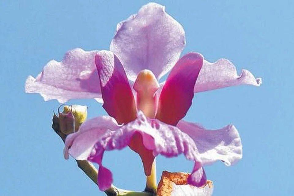 VANDA MISS JOAQUIM: Anggerik yang dipilih sebagai bunga kebangsaan Singapura pada 15 April 1981. Anggerik ini merupakan kacukan dua jenis anggerik - Vanda teres dan Vanda hookeriana. Nama Vanda Miss Joaquim berasal daripada taman Cik Agnes Joaquim, seorang wanita Armenia yang pernah tinggal di Singapura. - Foto fail.