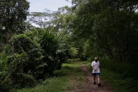 KEINDAHAN SUASANA: Laluan semula jadi adalah tempat laluan orang ramai di mana tumbuh-tumbuhan diizinkan tumbuh secara semula jadi, dan di mana lebih banyak jenis pepohon dan pokok renek diperkenalkan dari masa ke masa untuk meniru struktur hutan. Koridor hijau ini membiarkan tumbuh-tumbuhan hidup bebas tanpa dijaga dengan rapi, kata agensi itu.
