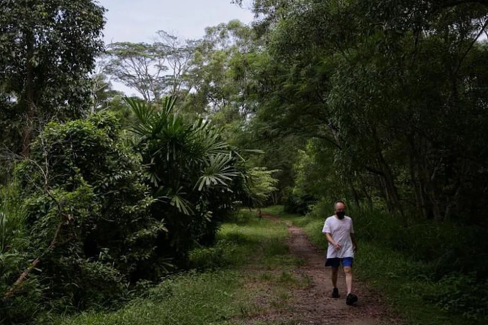 KEINDAHAN SUASANA: Laluan semula jadi adalah tempat laluan orang ramai di mana tumbuh-tumbuhan diizinkan tumbuh secara semula jadi, dan di mana lebih banyak jenis pepohon dan pokok renek diperkenalkan dari masa ke masa untuk meniru struktur hutan. Koridor hijau ini membiarkan tumbuh-tumbuhan hidup bebas tanpa dijaga dengan rapi, kata agensi itu.