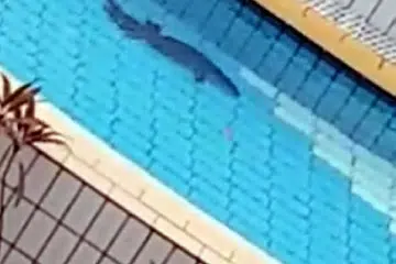 SEMPAT DIRAKAM: Video biawak yang dijumpai berenang di Kompleks Renang Jurong East Isnin lalu telah dimuat naik di Facebook. - Foto FACEBOOK