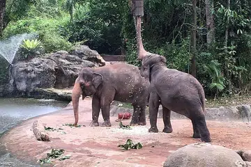 JAGA KEBAJIKAN GAJAH: Taman Haiwan memperkenal persembahan dan cara urus gajah yang baru. - Foto WILDLIFE RESERVES SINGAPORE