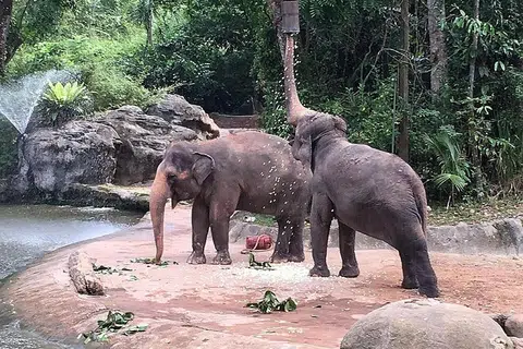 JAGA KEBAJIKAN GAJAH: Taman Haiwan memperkenal persembahan dan cara urus gajah yang baru. - Foto WILDLIFE RESERVES SINGAPORE
