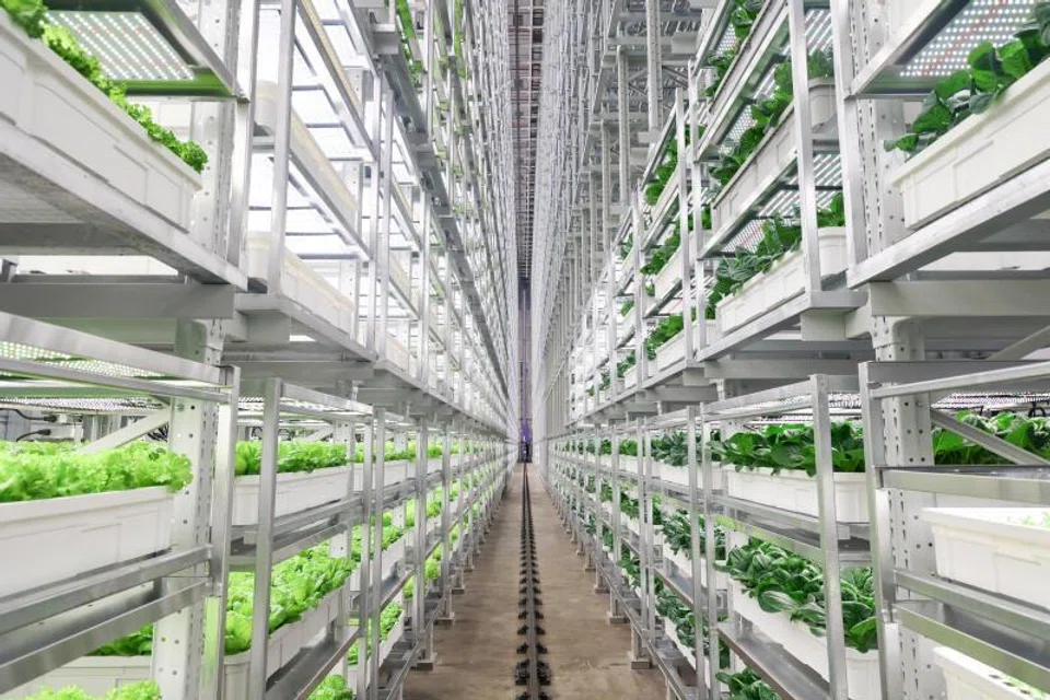 agroteknologi, greenphyto, hidroponik