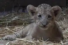 DIBANTU: Simba, anak singa pertama dilahirkan melalui pembiakan dibantu. - Foto WILDLIFE RESERVES SINGAPORE
