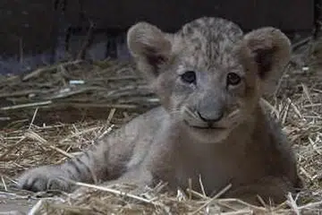 DIBANTU: Simba, anak singa pertama dilahirkan melalui pembiakan dibantu. - Foto WILDLIFE RESERVES SINGAPORE