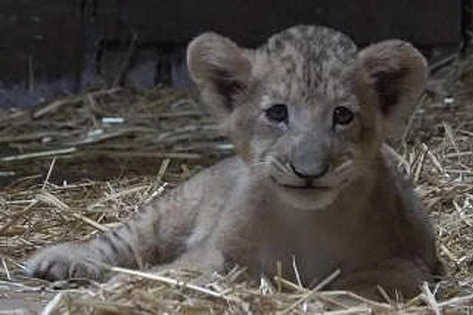 DIBANTU: Simba, anak singa pertama dilahirkan melalui pembiakan dibantu. - Foto WILDLIFE RESERVES SINGAPORE