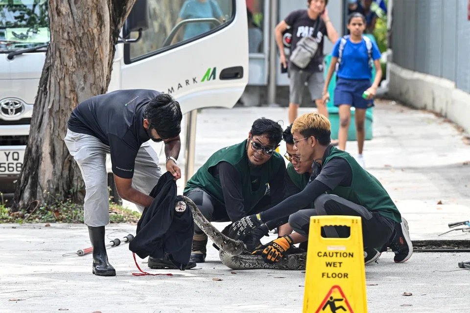 Empat pekerja kontraktor NParks berjaya menangkap seekor ular sawa dipercayai seberat 10 kilogram dari longkang di Lorong 1 Toa Payoh sekitar 2.10 petang pada 6 Mei.