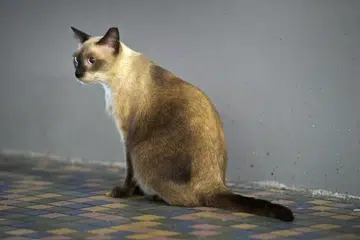 Mulai 1 September, memelihara kucing peliharaan tanpa lesen akan menjadi satu kesalahan.