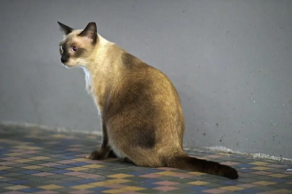 Mulai 1 September, memelihara kucing peliharaan tanpa lesen akan menjadi satu kesalahan.
